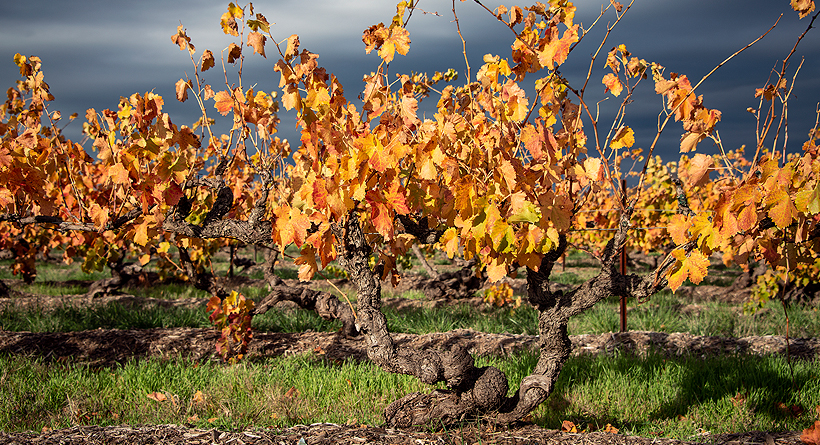 Turkey Flat Vineyard